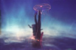 Diver and Jelly. I was just starting my descent when I sp... by Pauline Jacobson 